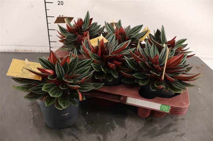 <h4>Peperomia 10.5 Cm. P. Rosso</h4>
