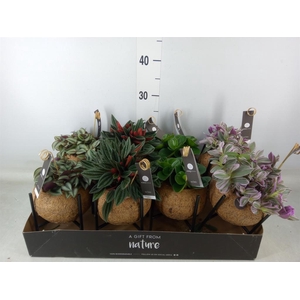 Planten Groen   ...mix  3