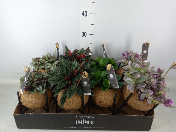 <h4>Planten Groen   ...mix  3</h4>