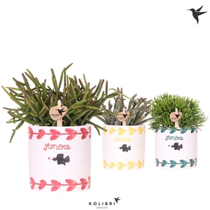 Kolibri Greens Rhipsalis mix in Amore pot mix