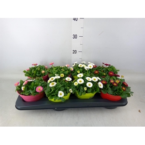 Bellis perennis   ...mix