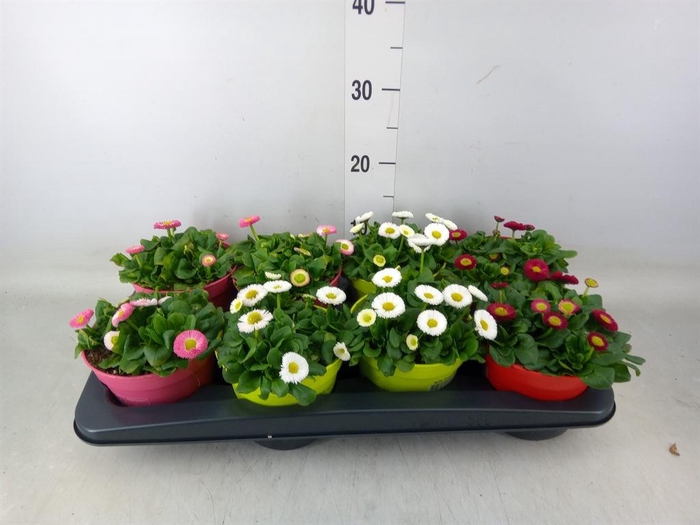 <h4>Bellis perennis   ...mix</h4>