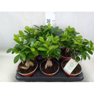 Ficus microcarpa 'Ginseng'