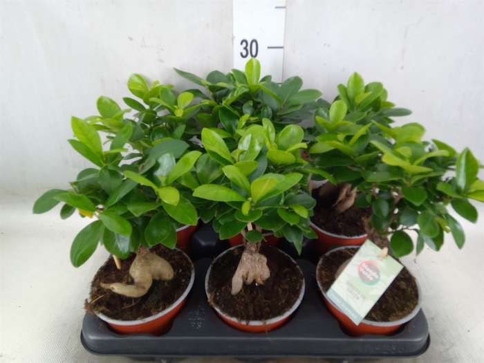 <h4>Ficus microcarpa 'Ginseng'</h4>