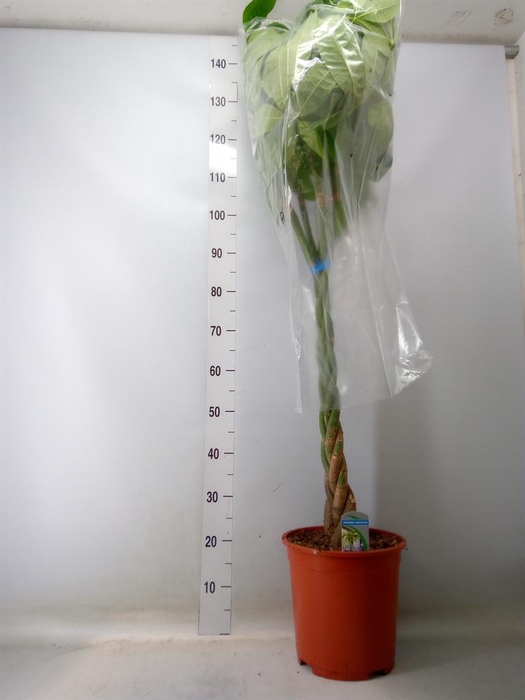 <h4>Pachira aquatica</h4>