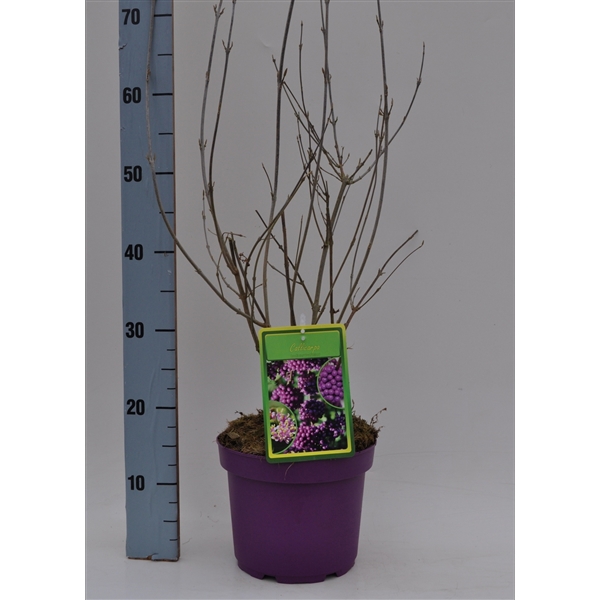 <h4>Callicarpa bodinieri profusion wpl</h4>