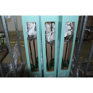 PHALAENOPSIS P24 MAJORIS BRANCO 2 HT