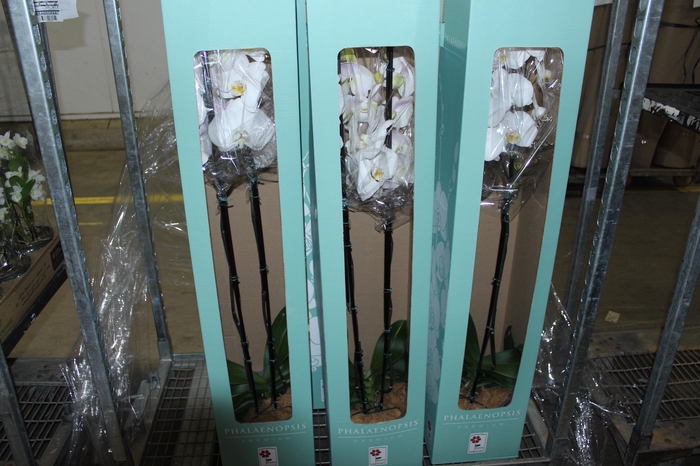 <h4>PHALAENOPSIS P24 MAJORIS BRANCO 2 HT</h4>
