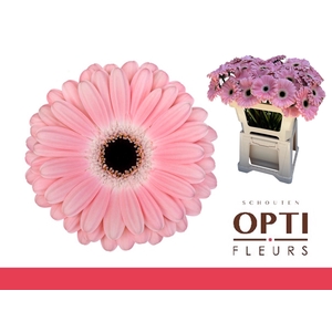 Gerbera Dulcie Water