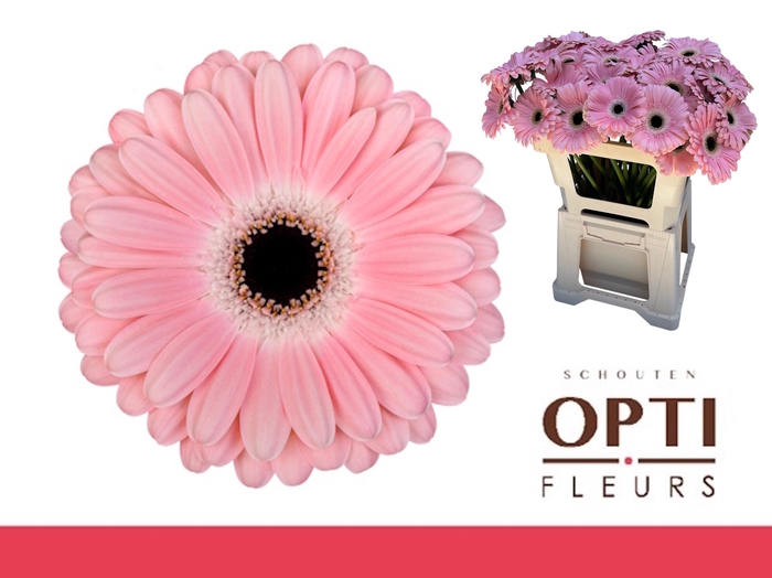 <h4>Gerbera Dulcie Water</h4>