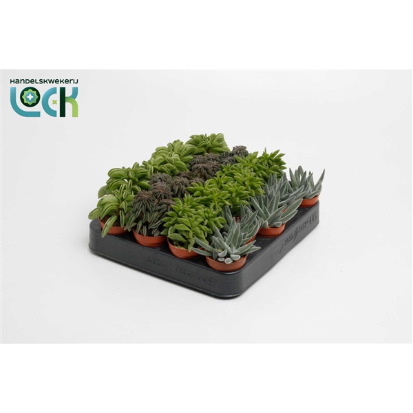 <h4>Peperomia Mix</h4>