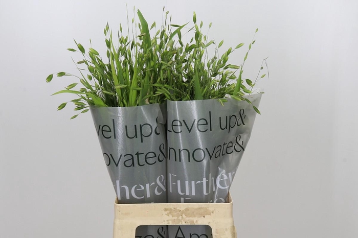 <h4>Chasmanthium latifolium</h4>