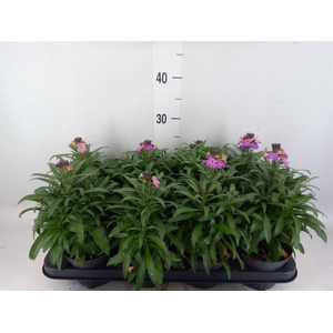 Erysimum  'Constant Cheer'