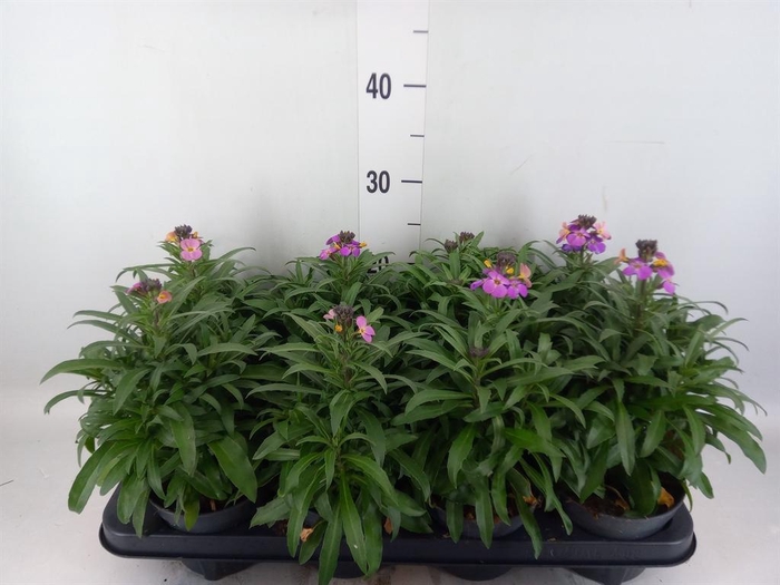 <h4>Erysimum  'Constant Cheer'</h4>