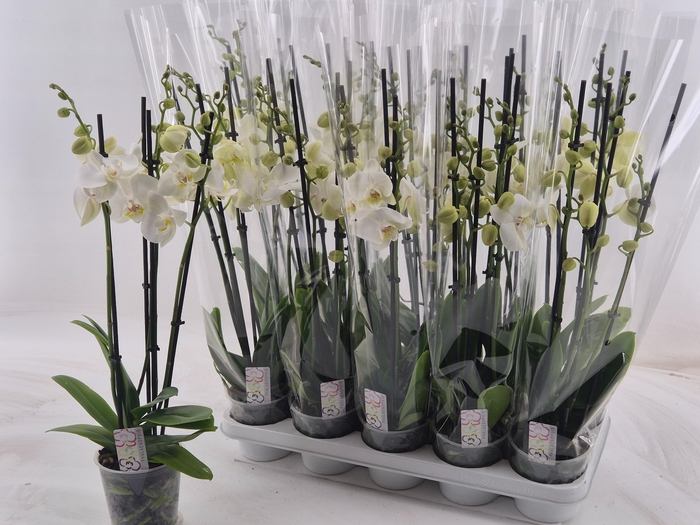 <h4>PHAL OV WIT</h4>