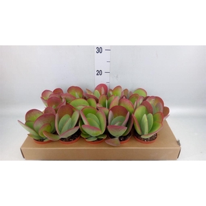 Kalanchoe NF thyrsiflora