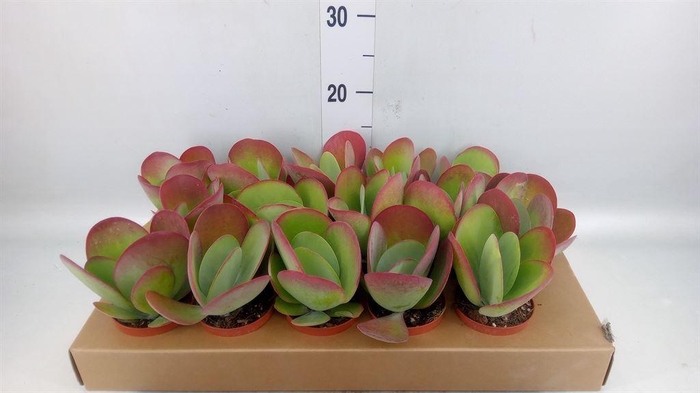 <h4>Kalanchoe NF thyrsiflora</h4>