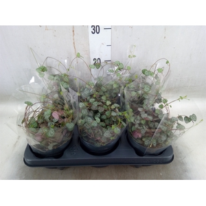 Ceropegia woodii ssp. woodii