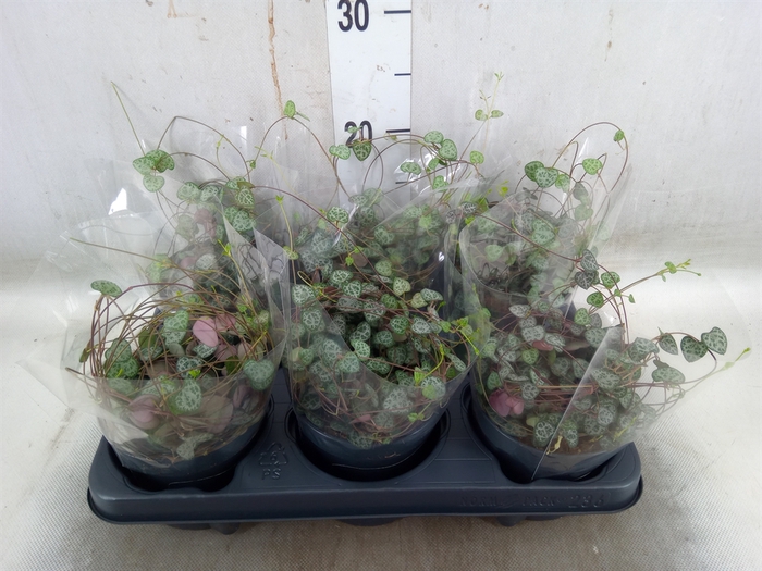 <h4>Ceropegia woodii ssp. woodii</h4>