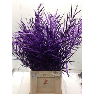 Grevilea Violet