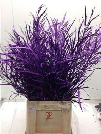 <h4>Grevilea Violet</h4>