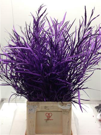 <h4>Grevilea Violet</h4>
