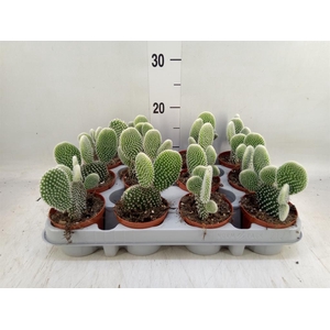 Opuntia microdasys 'Albispina'