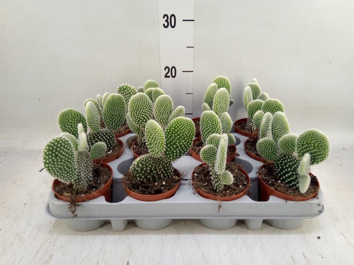 <h4>Opuntia microdasys 'Albispina'</h4>