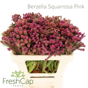 Berzelia Squarrosa Pink