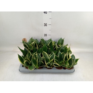 Sansevieria trifa. 'Hahnii'