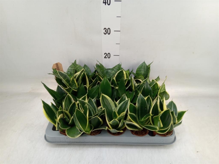 <h4>Sansevieria trifa. 'Hahnii'</h4>