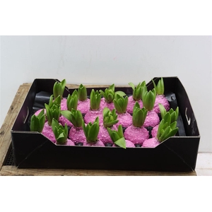 Wax Hyacinth Korrel Baby Roze