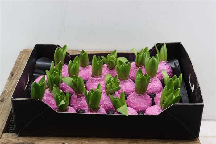 <h4>Wax Hyacinth Korrel Baby Roze</h4>