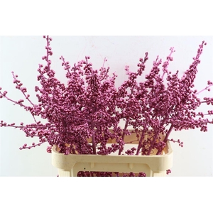 Ilex Klbh Metallic Pink Stem