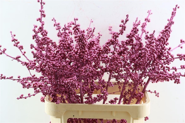 <h4>Ilex Klbh Metallic Pink Stem</h4>