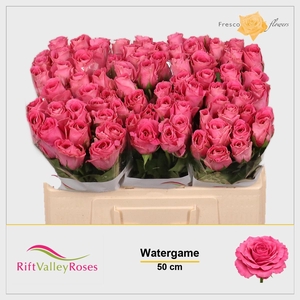R GR WATERGAME
