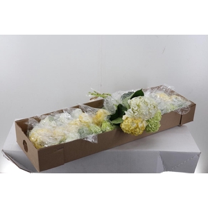 Hydr Easter Mix Tinted Box