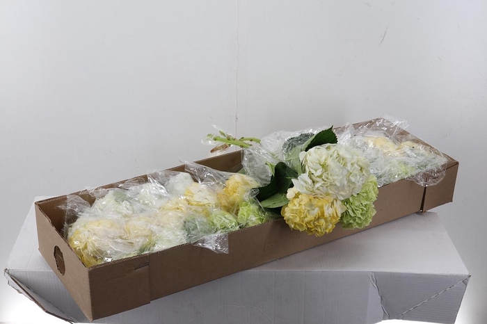 <h4>Hydr Mix Tinted Box</h4>