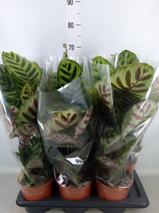 <h4>Calathea makoyana</h4>