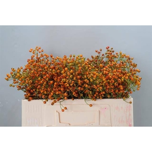 Rosa Prinsberry Orange Adomex