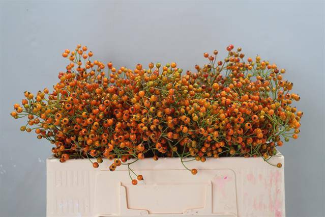 <h4>Rosa Prinsberry Orange Adomex</h4>