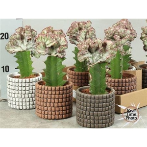 Euphor Lac Cristata Deco Ceramic