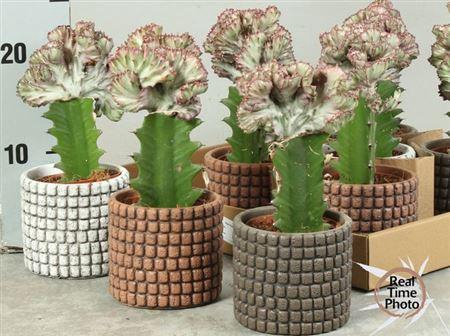 <h4>Euphor Lac Cristata Deco Ceramic</h4>