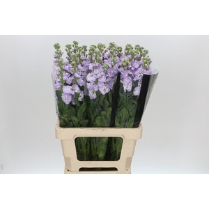 Matthiola Iron Marine