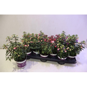 arr8 Fuchsia B F Gem