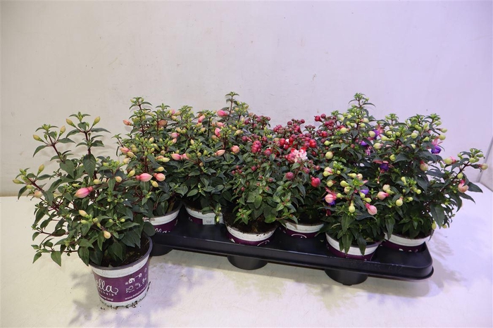 <h4>Fuchsia B F Gem</h4>