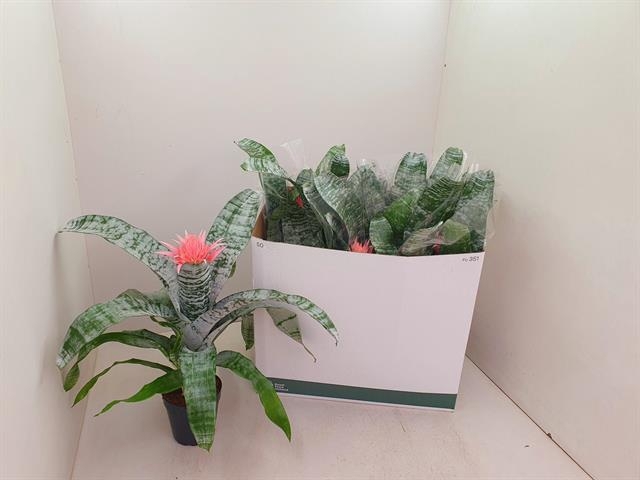 Aechmea Fasciata Primera 15Ø 60cm