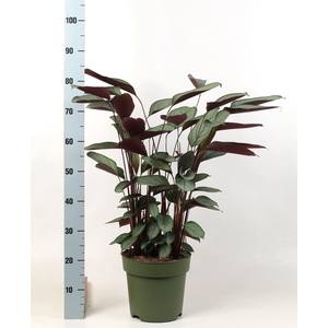 Ctenanthe setosa 'Compactstar'