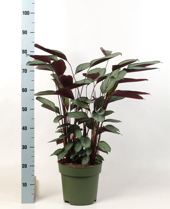 <h4>Ctenanthe setosa 'Compactstar'</h4>