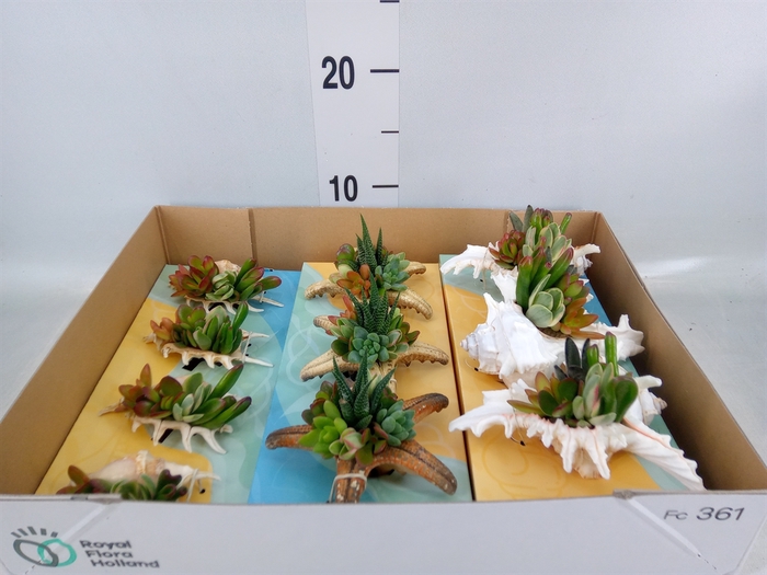 <h4>Planten  ..in schelp L%</h4>